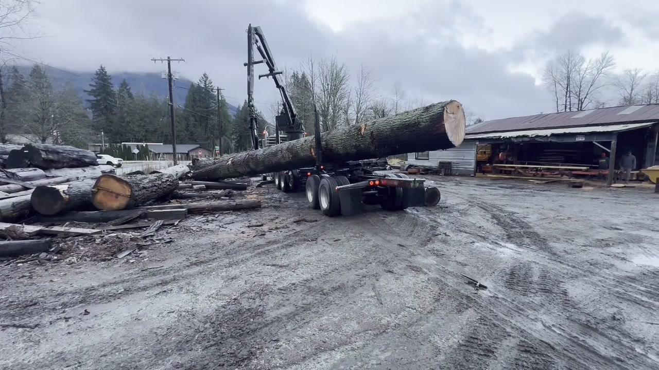 Old-Growth Arrival