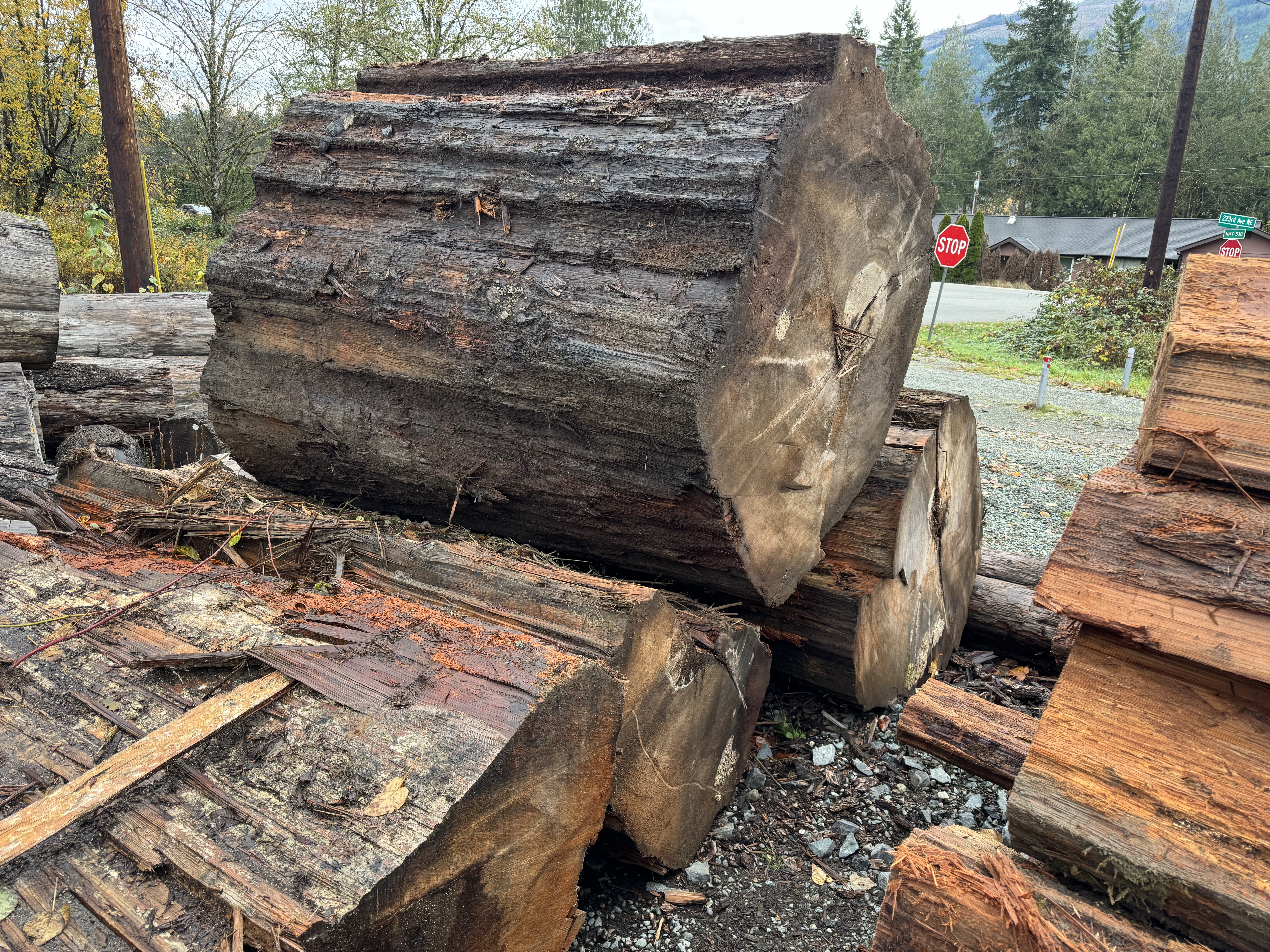 Massive old growth Douglas Fir log at Washington Timber Company mill