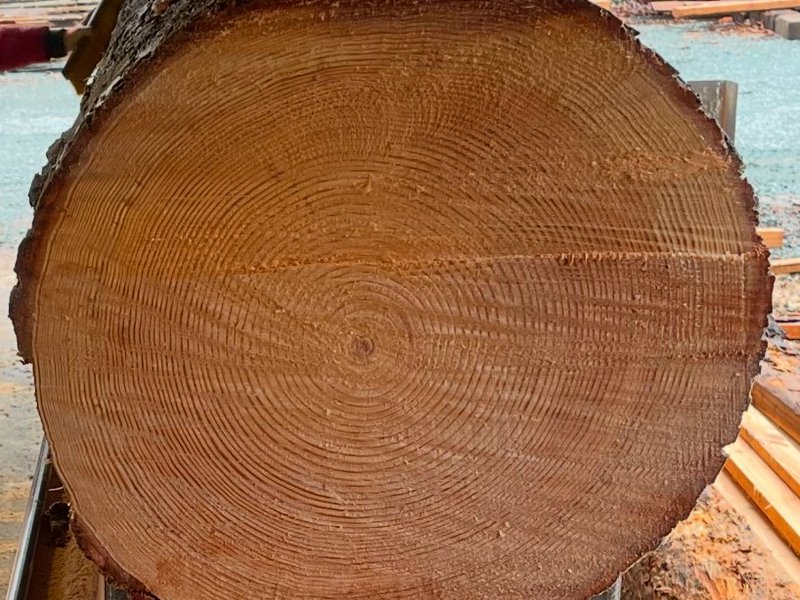 Douglas Fir log end grain on the mill